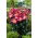 Giglio "Empoli" - Confezione XL - 50 pz