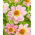 Collarette dalia - Teesbrooke Audrey - Confezione XL - 50 pz