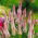Celosía Spicata - Flamingo - Celosia spicata - Elegantes espigones bicolores - Semillas frescas