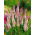 Celosía Spicata - Flamingo - Celosia spicata - Elegantes espigones bicolores - Semillas frescas