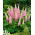 Lupiini - Chatelaine - 90 siemenet - Lupinus polyphyllus