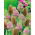 Cardère sauvage - plante mellifère - 1 kilogramme; cardère de Fuller - 