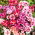 Atlasblomma - blandning - Godetia grandiflora - Flerfärgade blommor, fantastiska för snittarrangemang - Färska frön