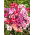 Atlasblomma - blandning - Godetia grandiflora - Flerfärgade blommor, fantastiska för snittarrangemang - Färska frön