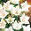 Balloon Flower - White - Platycodon grandiflorus - Elegant Perennial with Majestic Flowers - Fresh Seeds