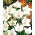 Balloon Flower - White - Platycodon grandiflorus - Elegant Perennial with Majestic Flowers - Fresh Seeds
