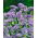 Statice - Lavender - Limonium sinuatum - Graceful Purple Flowers, Dried or Fresh - Fresh Seeds