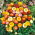 Квітка подвійна квітка змішані насіння - Helichrysum monstrosum nana fl.pl. - 600 насіння - Helichrysum Arenarium