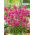 Sticky Catchfly - Lychnis viscaria - Vibrant Pink Showstopper - Fresh Seeds