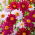 Hạt giống hỗn hợp được sơn của Daisy Robinson - Chrysanthemum coccineum - 200 hạt
