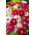 Hạt giống hỗn hợp được sơn của Daisy Robinson - Chrysanthemum coccineum - 200 hạt
