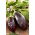 Aubergine - Black Beauty - Deep Purple Harvest for Grilling - Fresh Seeds