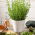 Isop - plantă meliferă - 1 kg - 
