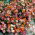 Helianthemum - variada - Helianthemum nummularium Mutabile - Colores veraniegos para jardines de rocas - Semillas frescas