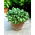 Hosta, Plantain Lily Mediovariegata - XL pack - 50 pcs