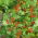 Scarlet Runner Bean - Phaseolus coccineus - Decorative Vibrant 3-Meter Climbing Blooms - Fresh Seeds