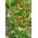 Scarlet Runner Bean - Phaseolus coccineus - Decorative Vibrant 3-Meter Climbing Blooms - Fresh Seeds