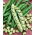 Fave - White Windsor - Vicia faba - 500 g - Fagioli grandi e teneri, raccolto affidabile - Semi Freschi