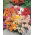 Dwarf Snapdragon - Mixed - Antirrhinum majus - Charming and Compact Blooms for Containers - Fresh Seeds