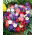 Petunia - Miscuglio - Petunia hybrida - Fiori a cascata per cestini sospesi - Semi Freschi