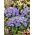 Agérato - azul - Ageratum houstonianum - Flores tupidas y llamativas, ideales para borduras - Semillas frescas