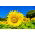 Girasol - Helianthus annuus - Semillas ricas en nutrientes con atractivo decorativo - Semillas frescas