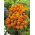 Kisvirágú bársonyvirág - Fiesta - Tagetes patula - Mahagóni-sárga virágok, fonálféreg-riasztó - Friss vetőmagok