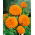 Tagetes Erecta - Afrikaan - 270 zaden - Titania