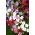 Petunia pendula - variada - Petunia hybrida pendula - Cascadas de flores - Semillas frescas