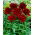 Pivoine, Paeonia - Red Charm - semis - pack XL - 50 pcs
