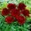 Pivoine, Paeonia - Red Charm - semis - pack XL - 50 pcs