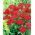 Achillea comune "Red Velvet" - fiori rosso vivo - Confezione XL - 50 pz