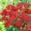 Achillea comune "Red Velvet" - fiori rosso vivo - Confezione XL - 50 pz