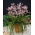Guernsey liliom Pearls of Cherry - 1 db.