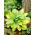 Paul's Glory hosta, piantaggine giglio - confezione XL - 50 pz