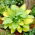 Paul's Glory hosta, piantaggine giglio - confezione XL - 50 pz