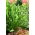 Praying Hands hosta, plantain lilje - XL pakke - 50 stk.