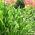 Praying Hands hosta, plantain lilje - XL pakke - 50 stk.