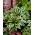 Queen Josephine hosta, weegbree lelie - XL pak - 50 st - 