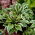 Queen Josephine hosta, weegbree lelie - XL pak - 50 st - 