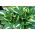 Risky Business hosta, piantaggine giglio - confezione XL - 50 pz