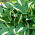 Risky Business hosta, piantaggine giglio - confezione XL - 50 pz