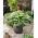 Sorbet hosta, plantain lilje - røde bladstilke - XL pakke - 50 stk.