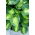 Sunset Grooves hosta, plantain lily - XL pack - 50 pcs