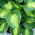 Sunset Grooves hosta, plantain lily - XL pack - 50 pcs