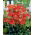 Walter Funcke Achillea comune - fiori rossi - Confezione XL - 50 pz