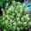 Garten Resede - Sortenauswahl - 