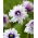 Anemone di legno Blue Eyes - 1 pz
