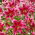 Tree lily - Sensi