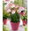 Asiatic Lily - Sugar Love - Large Pack! - 10 pcs.